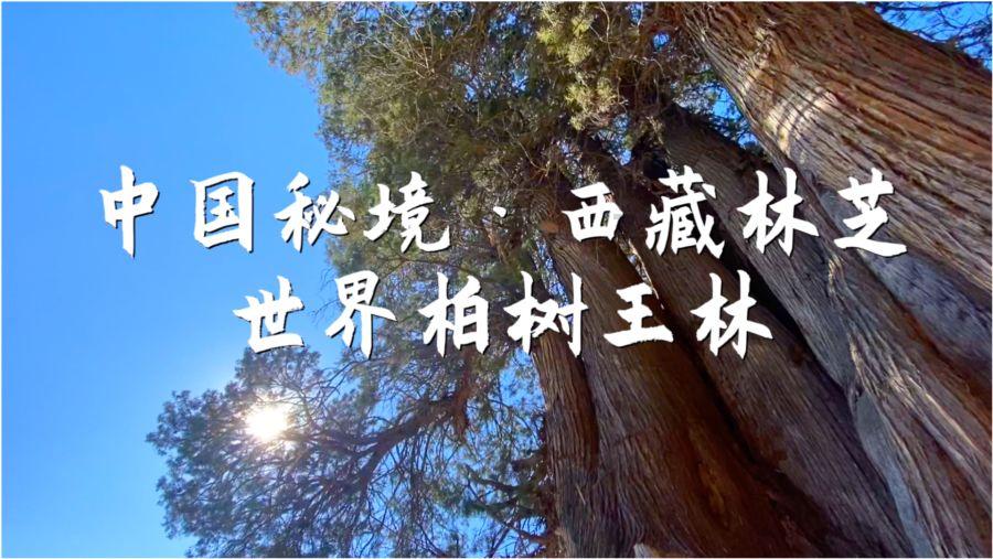 2块一斤的放心菜，一美容，二开胃，三补充能量，冬天多吃作用真大！